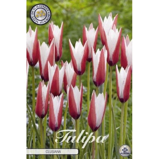 Tulpan Clusiana 10-pack