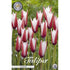 Tulpan Clusiana 10-pack