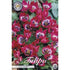 Tulpan Little Beauty 10-pack