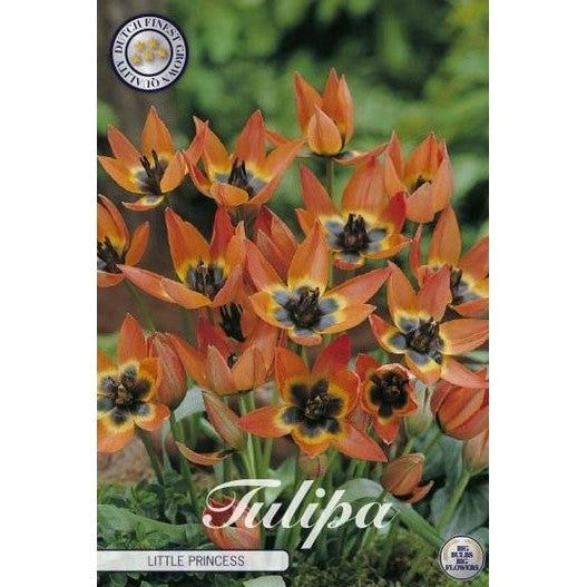 Tulpan Little Princess 10-pack