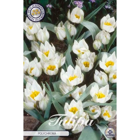 Tulpan Polychroma 10-pack