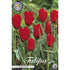 Tulpan Red Hunter 10-pack