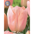Tulpan Apricot Beauty 7-pack