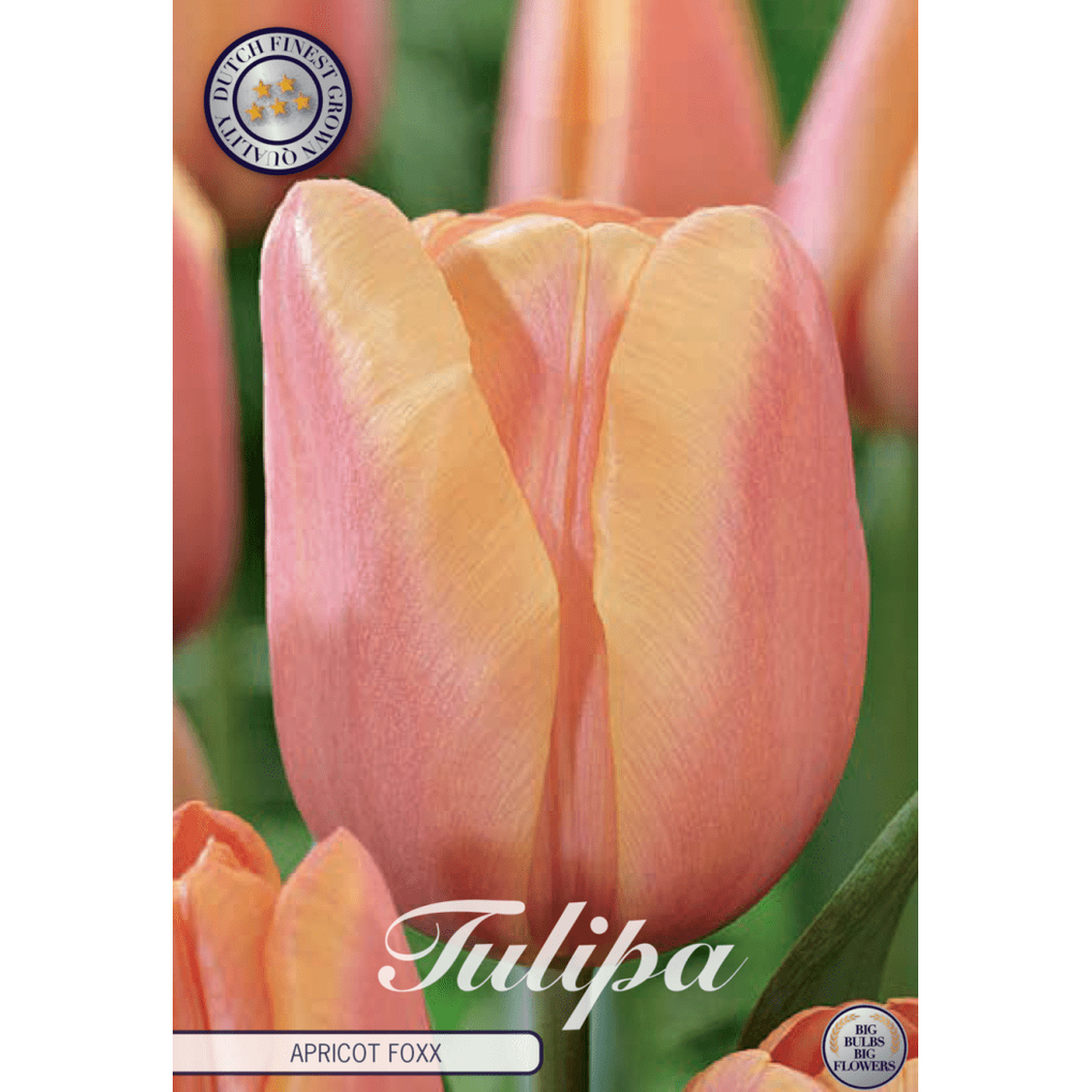 Tulpan Apricot Foxx 10-pack
