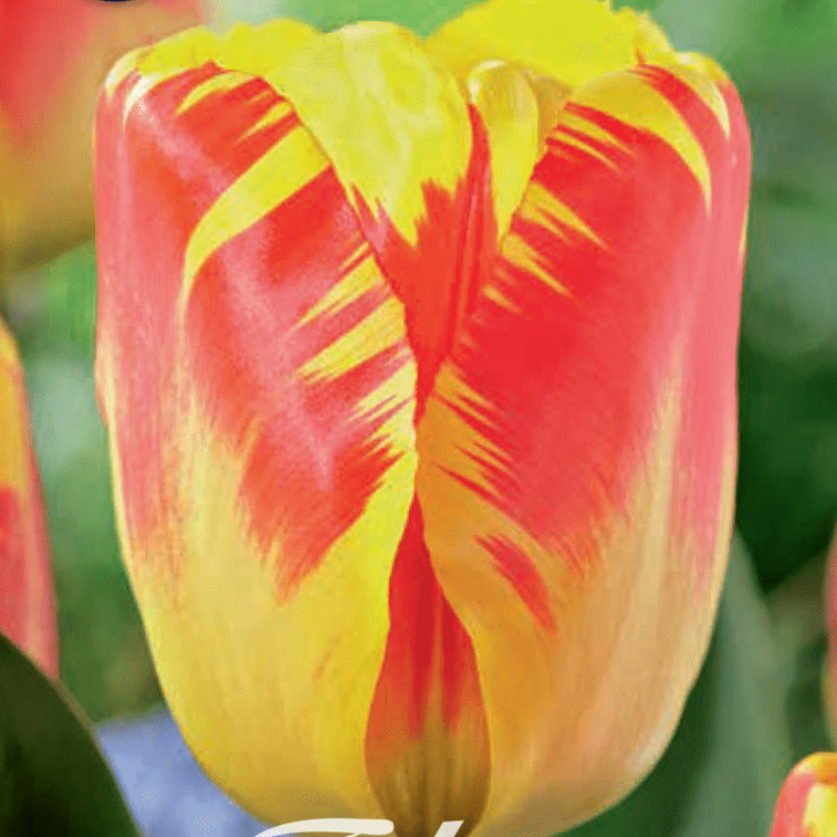 Tulpan Banja Luka 10-pack