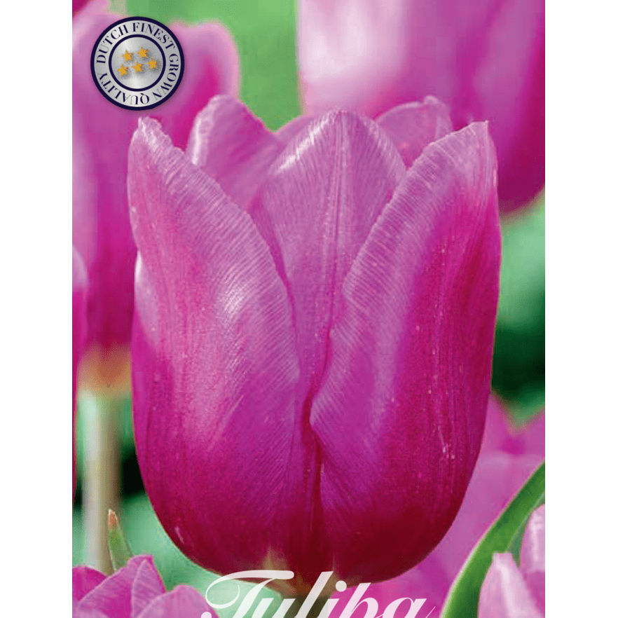 Tulpan Blue Beauty 10-pack