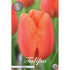 Tulpan Cadans 10-pack