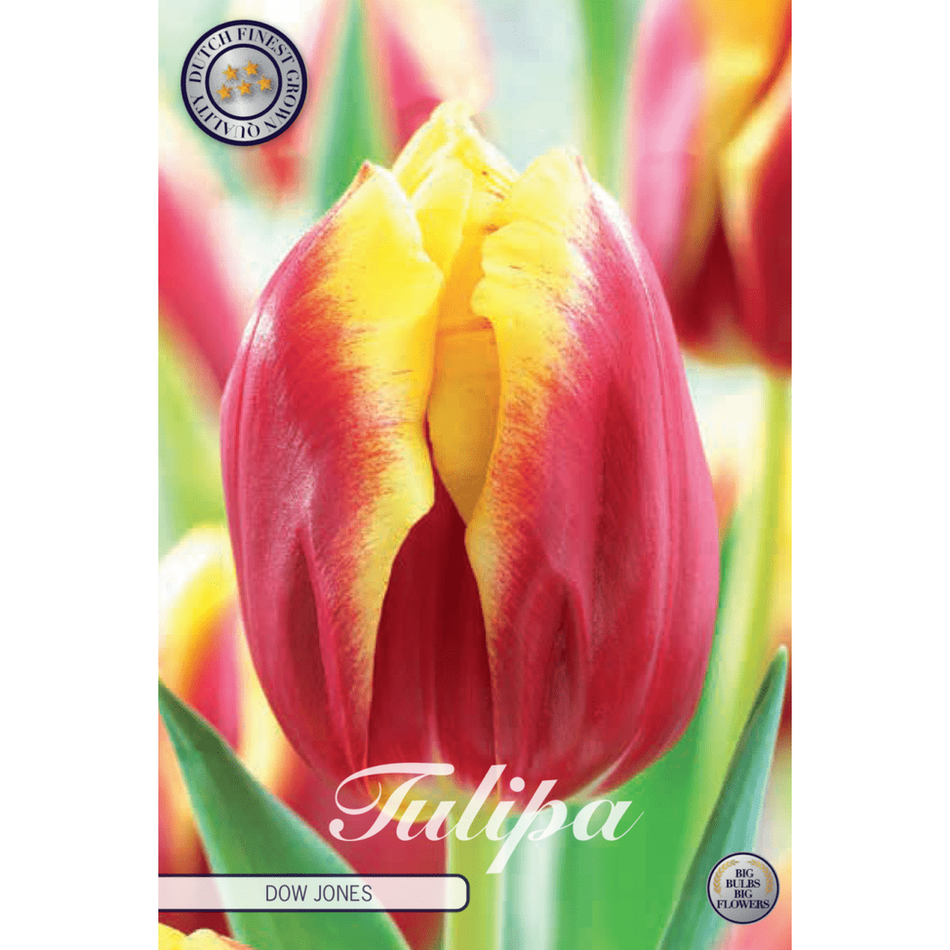 Tulpan Dow Jones 10-pack