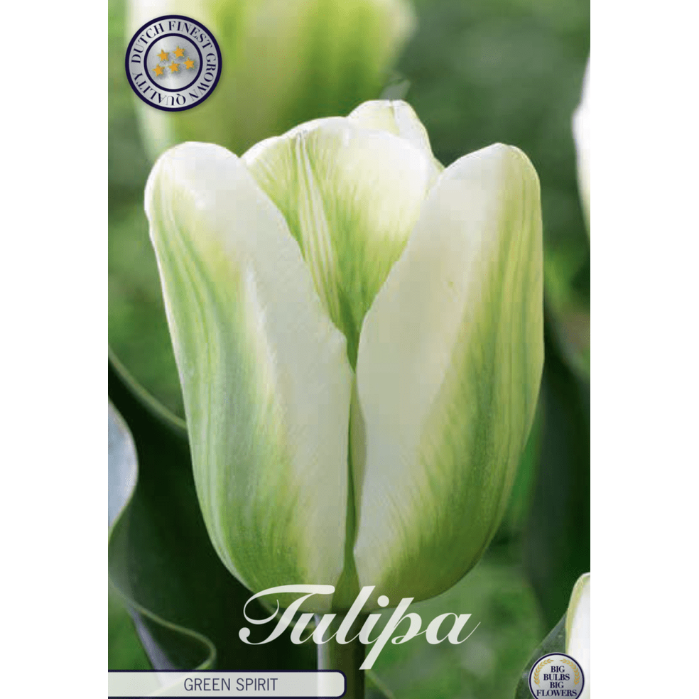 Tulpan Green Spirit 7-pack