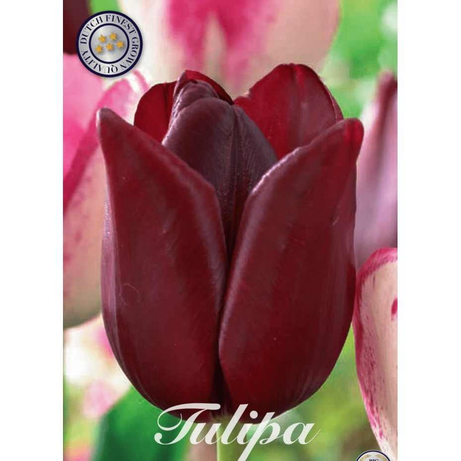 Tulpan National Velvet 7-pack