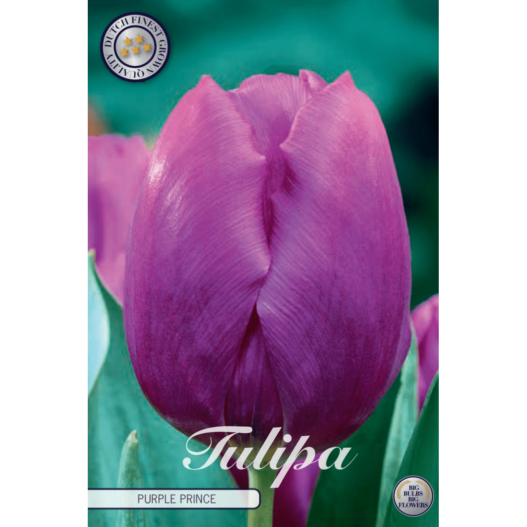 Tulpan Purple Prince 10-pack