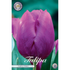 Tulpan Purple Prince 10-pack