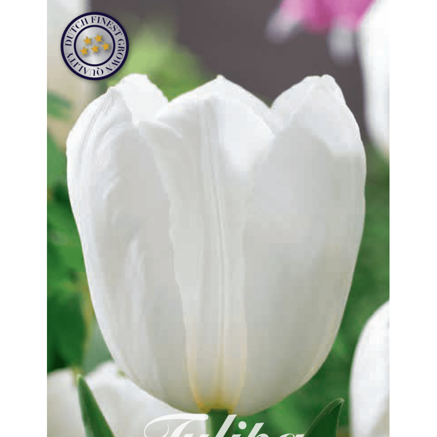 Tulpan Royal Virgin 10-pack