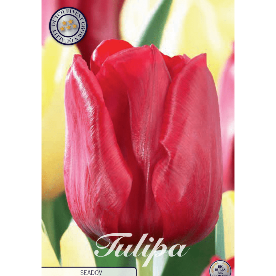 Tulpan Seadov 10-pack