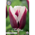 Tulpan Spitsbergen 7-pack