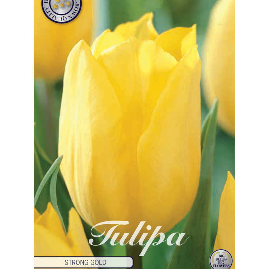 Tulpan Strong Gold 10-pack