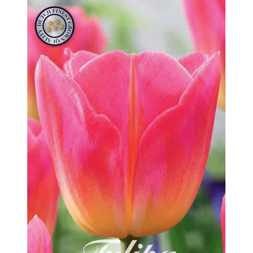 Tulpan Tom Pouce 7-pack