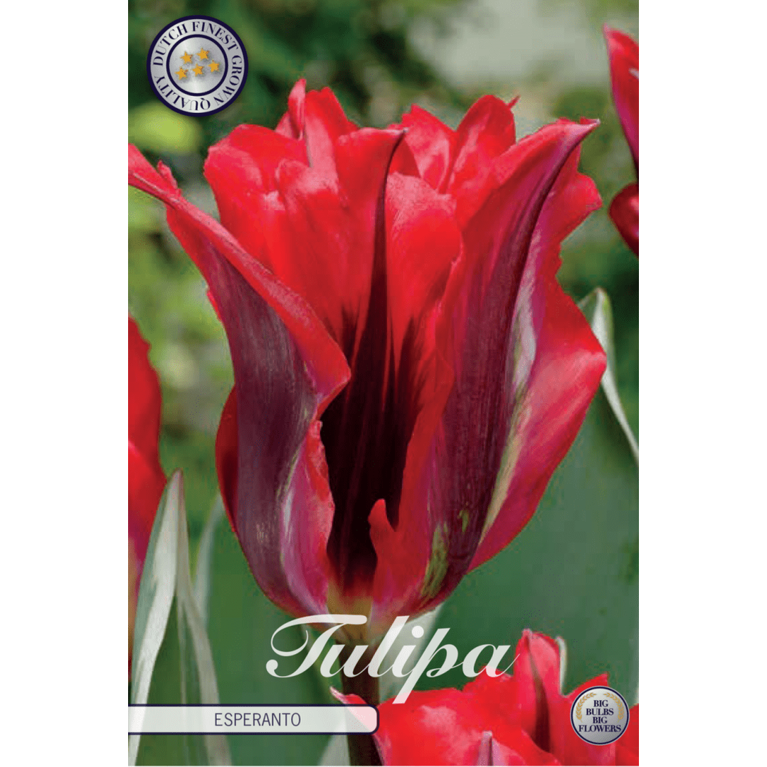 Tulpan Esperanto 7-pack