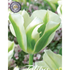 Tulpan Spring Green 7-pack