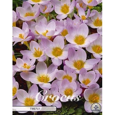 Krokus-Crocus Botanical &