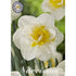 Narcissus Salou (NEW) 5-pack