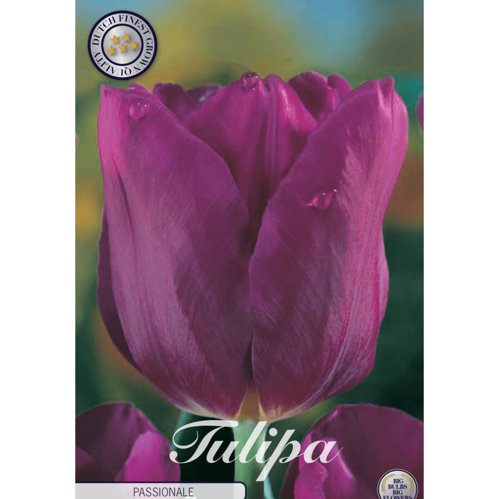 Tulpan &