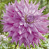 Dahlia Cactus Sir Alfred Ramsey 1-pack