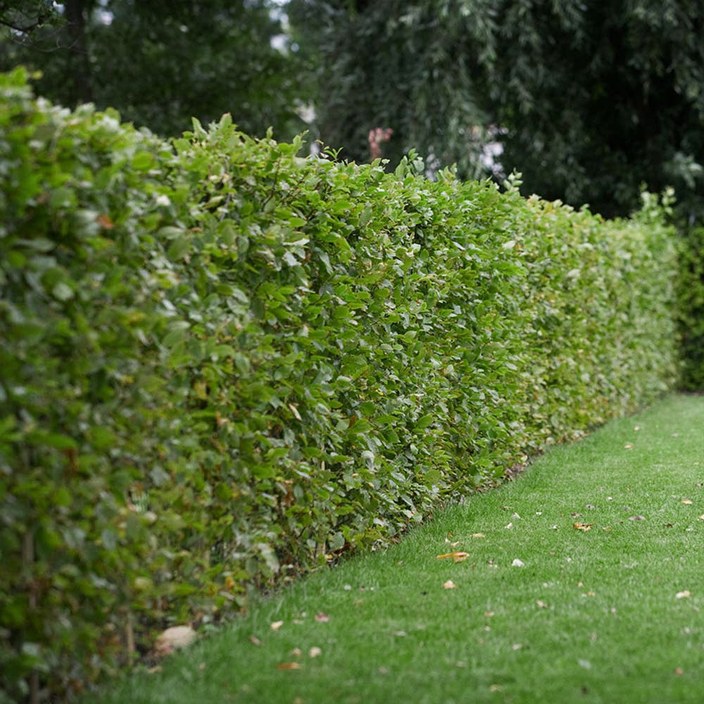 Bok, 100-120 cm - BR » 25 Pack