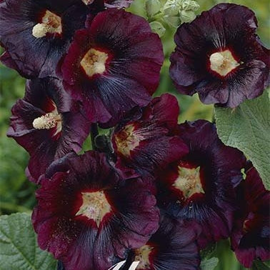 Stockros-Alcea Maroon 1-pack