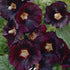 Stockros-Alcea Maroon 1-pack