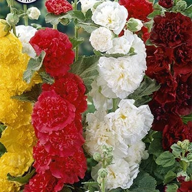 Stockros-Alcea Mixed 3-pack