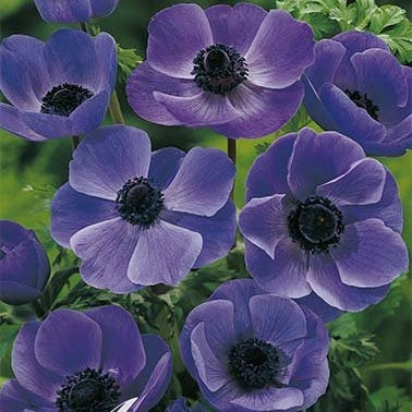 Bukettanemon-Anemone Coronaria The Caen Blue 15 -pack
