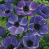 Bukettanemon-Anemone Coronaria The Caen Blue 15 -pack