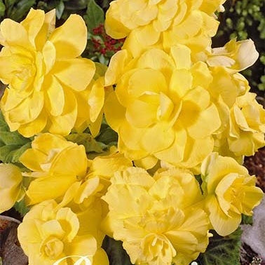 Begonia Double Yellow 3-pack