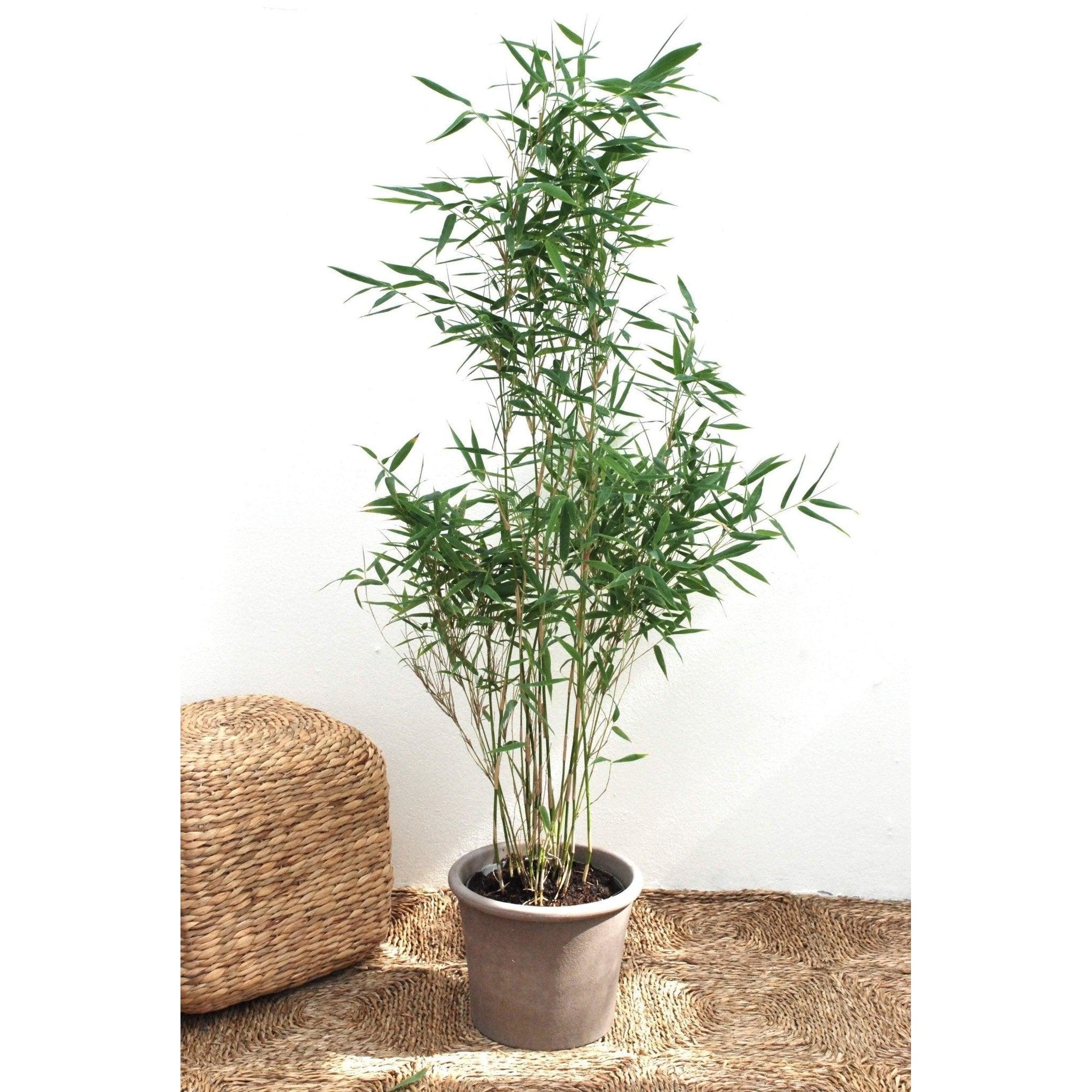 Bergsbambu - Dino - Fargesia murielae 125-150cm, Co 15 - Storpack 20st