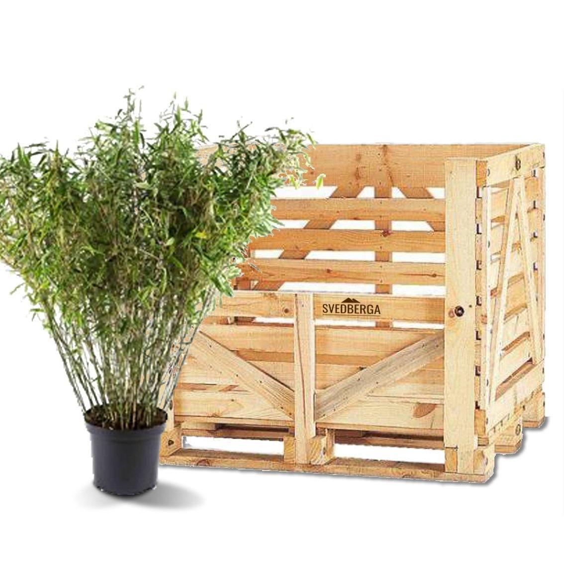 Bergsbambu - Jumbo - Fargesia murielae 80-100cm, Co 5 - Storpack 90st