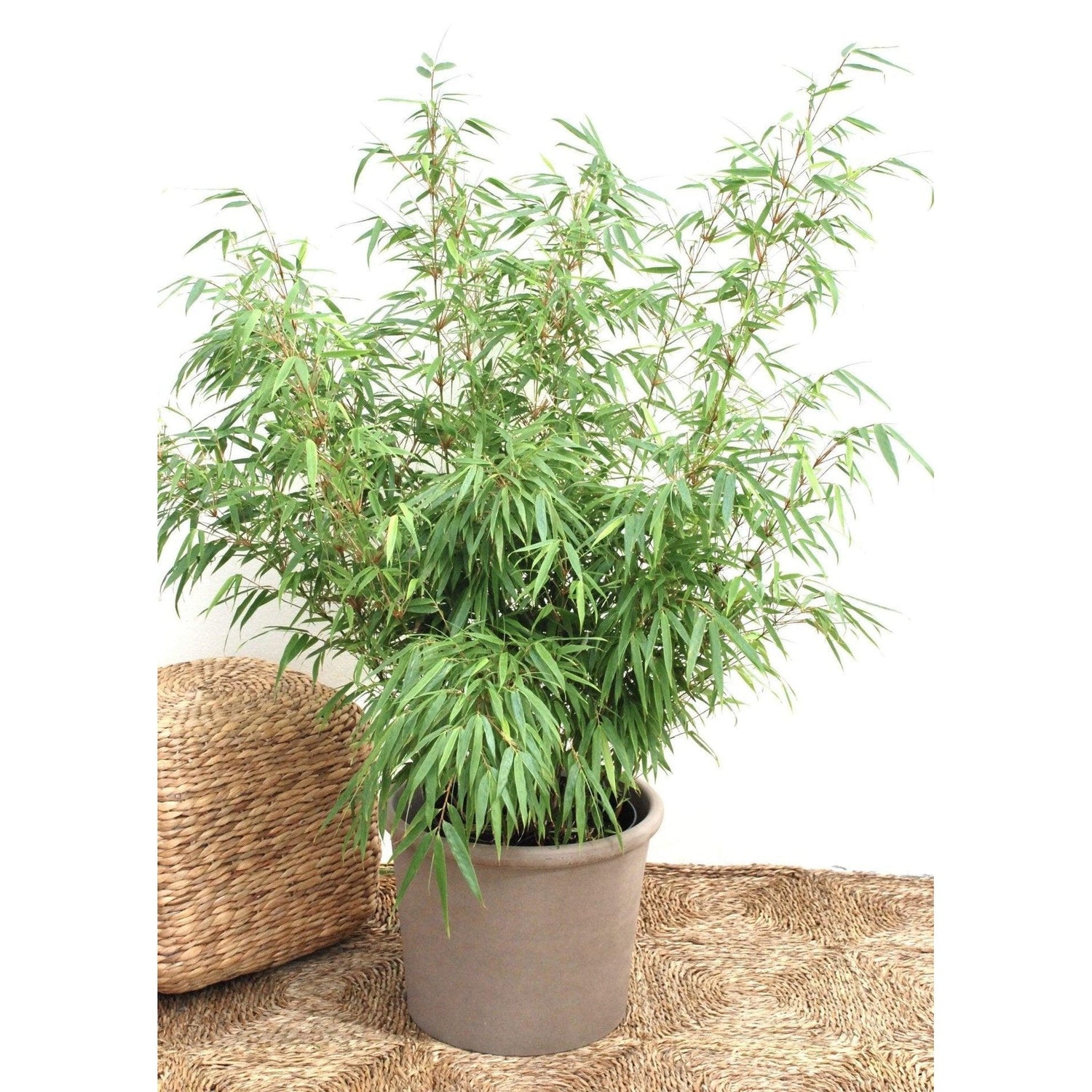 Bergsbambu - Rufa - Fargesia Sp 70-80cm, Co 5 - Storpack 90st