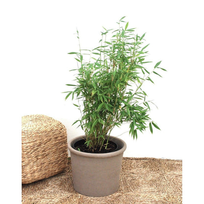 Bergsbambu - Simba - Fargesia murielae 60-80cm, Co 5 - Storpack 90st