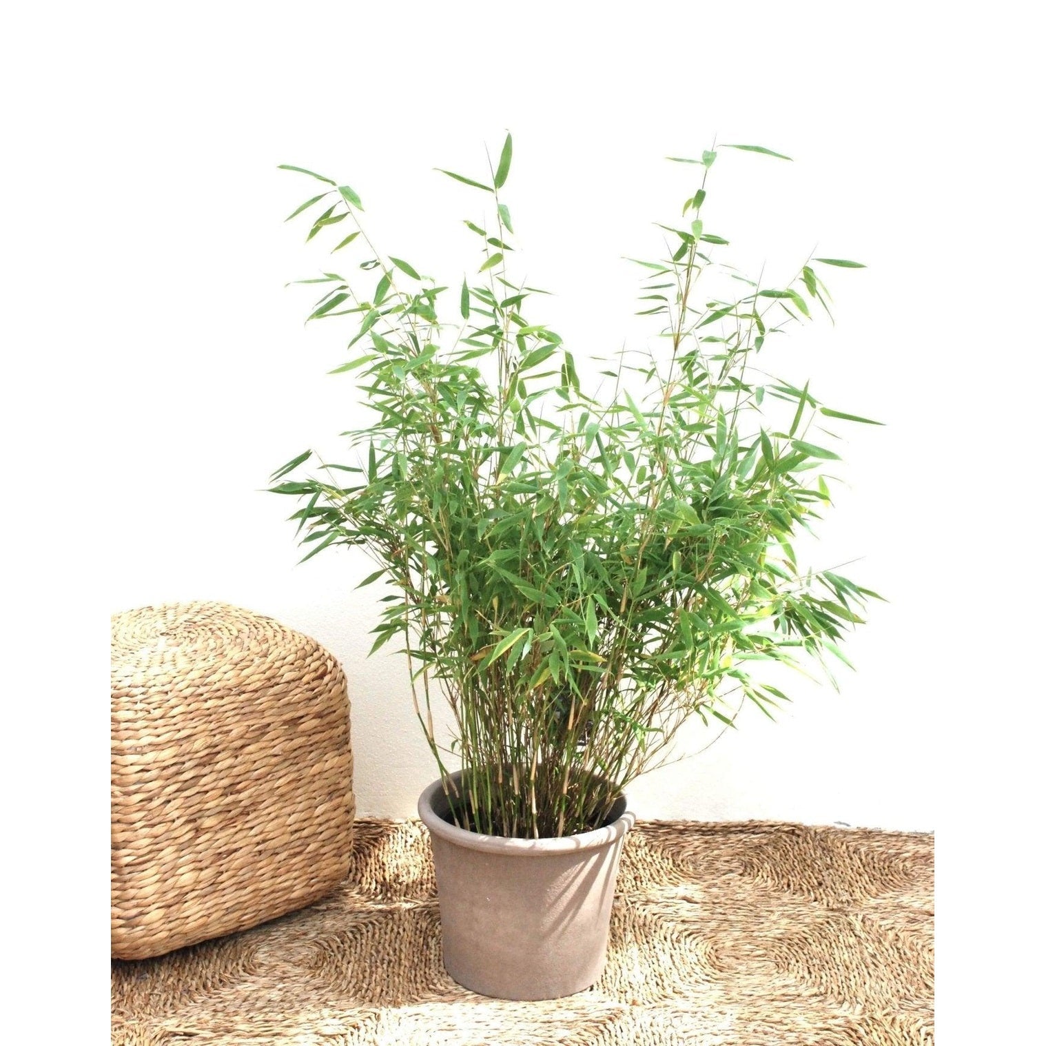 Bergsbambu - Tiny - Fargesia murielae 100-125cm, Co 15 - Storpack 20st