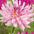 Dahlia Cactus Savanna Rose 1-pack