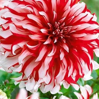 Dahlia Dekorativ Catching Fire 1-pack