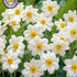 Dahlia Special Sneezy 1-pack