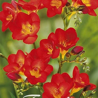 Freesia-Single Red 15-pack