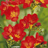 Freesia-Single Red 15-pack