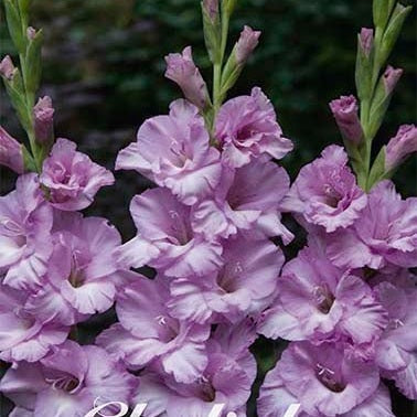 Gladiolus Alpha 10-pack