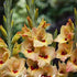 Gladiolus Bocelli 10-pack