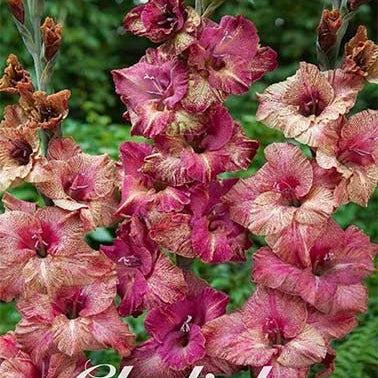 Gladiolus Brunette 10-pack