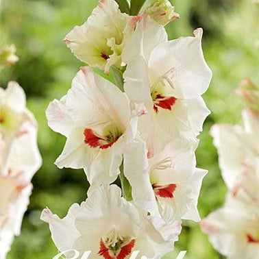 Gladiolus Candy Bar 10-pack
