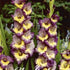 Gladiolus Dynamite 10-pack