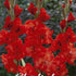 Gladiolus Firecracker 10-pack